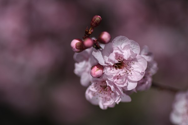Pink Prunus Blossom  by Joy Watson